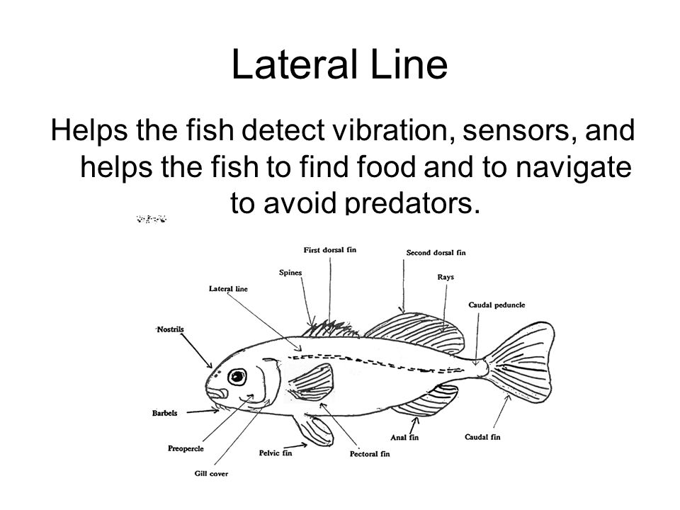 Function and role of the lateral line